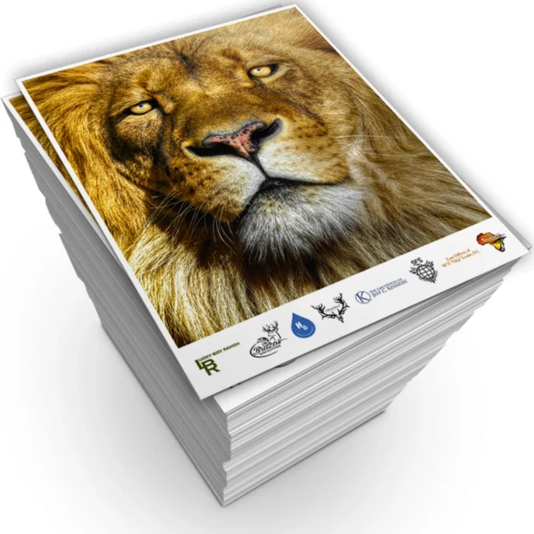 Stack of paper featuring a lion's portrait on the top page.